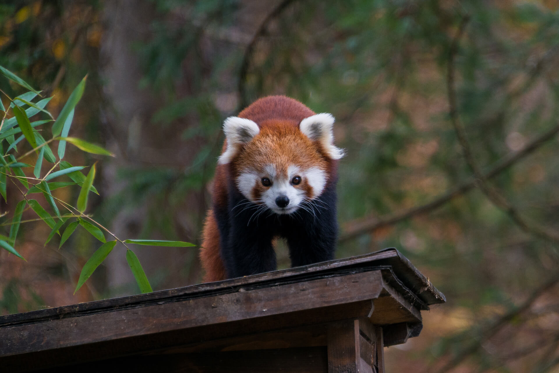japan-panda-in-the-zoo-2021-09-01-22-05-12-utc.jpg